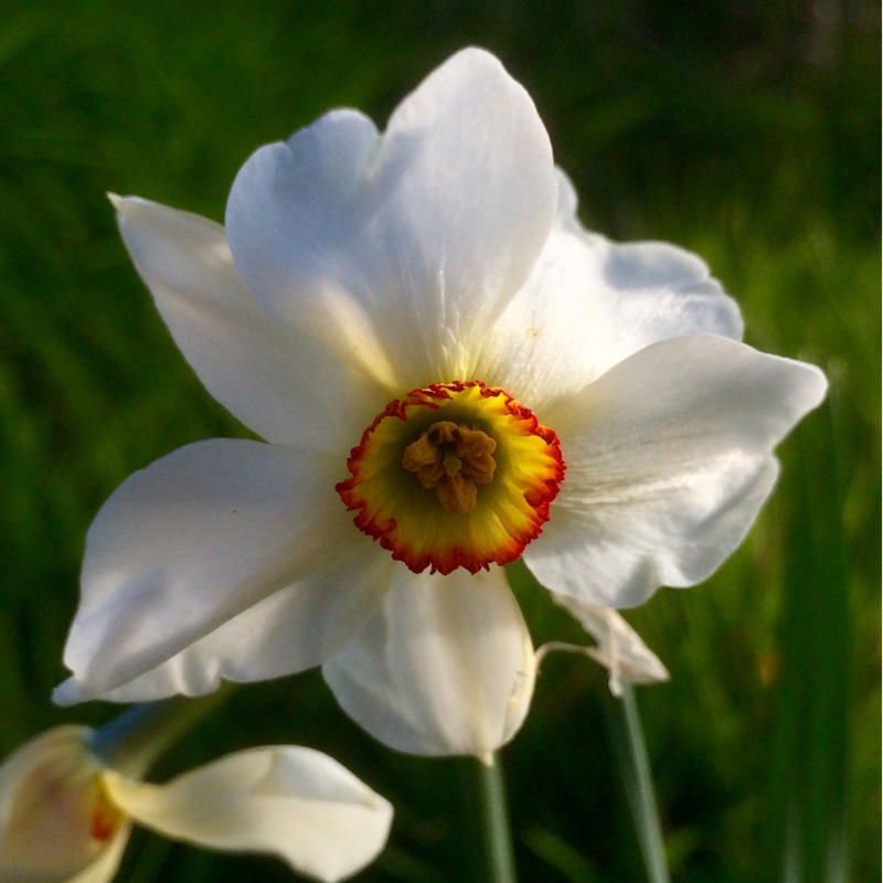 Narcissus Ornatus Maximus syn. Narcissus White Fairy in the GardenTags plant encyclopedia Daffodil Ornatus Maximus (Poeticus) in the GardenTags plant encyclopedia