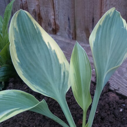 Hosta Regal Splendor in the GardenTags plant encyclopedia Plantain Lily Regal Splendor in the GardenTags plant encyclopedia