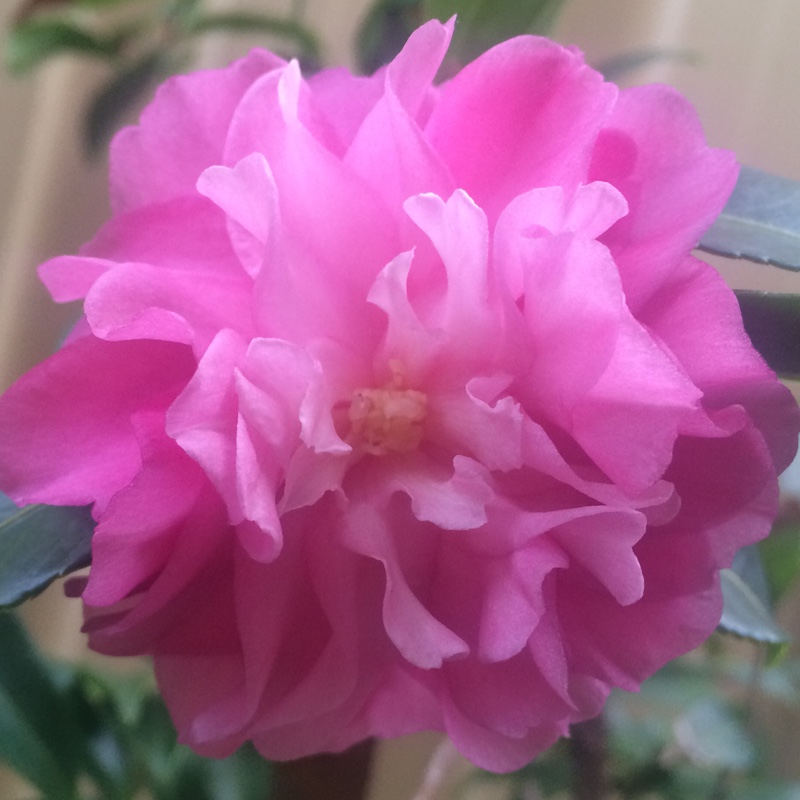 Camellia hiemalis Chansonette in the GardenTags plant encyclopedia Camellia Chansonette in the GardenTags plant encyclopedia