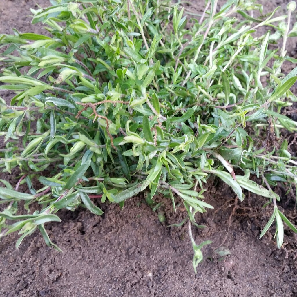 Arenaria Montana in the GardenTags plant encyclopedia Mountain Sandwort in the GardenTags plant encyclopedia