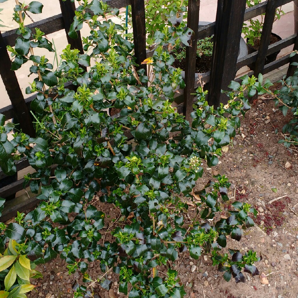 Escallonia Iveyi in the GardenTags plant encyclopedia