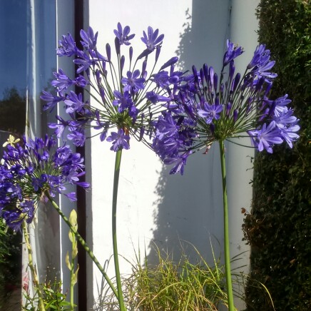 African Lily Regal Beauty  in the GardenTags plant encyclopedia