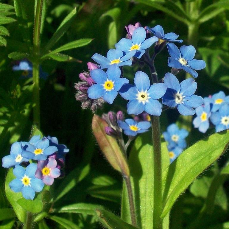 Myosotis Sylvia Blue in the GardenTags plant encyclopedia Forget-Me-Know Sylvia Blue in the GardenTags plant encyclopedia