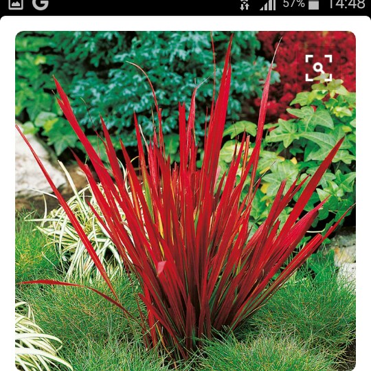 Imperata cylindrica Rubra in the GardenTags plant encyclopedia Japanese Blood Grass Rubra in the GardenTags plant encyclopedia