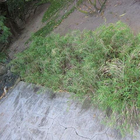 Pleioblastus humilis var. pumilus in the GardenTags plant encyclopedia Dwarf bamboo in the GardenTags plant encyclopedia