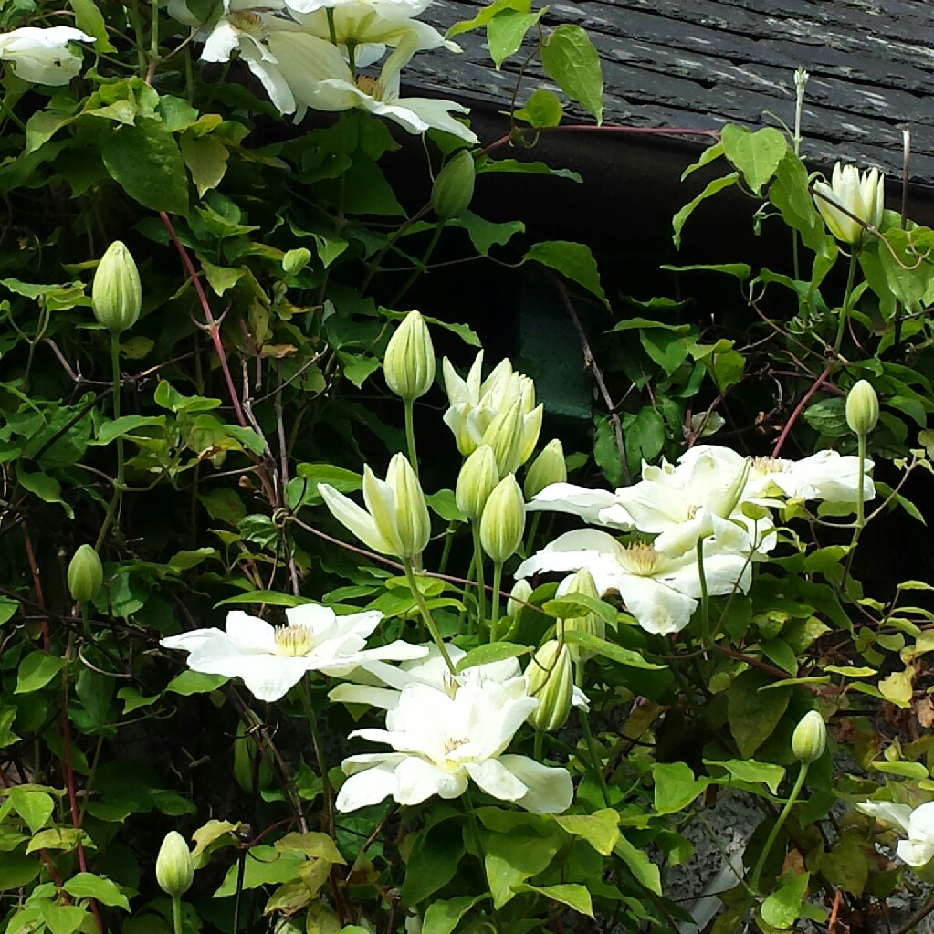 Clematis Alba in the GardenTags plant encyclopedia