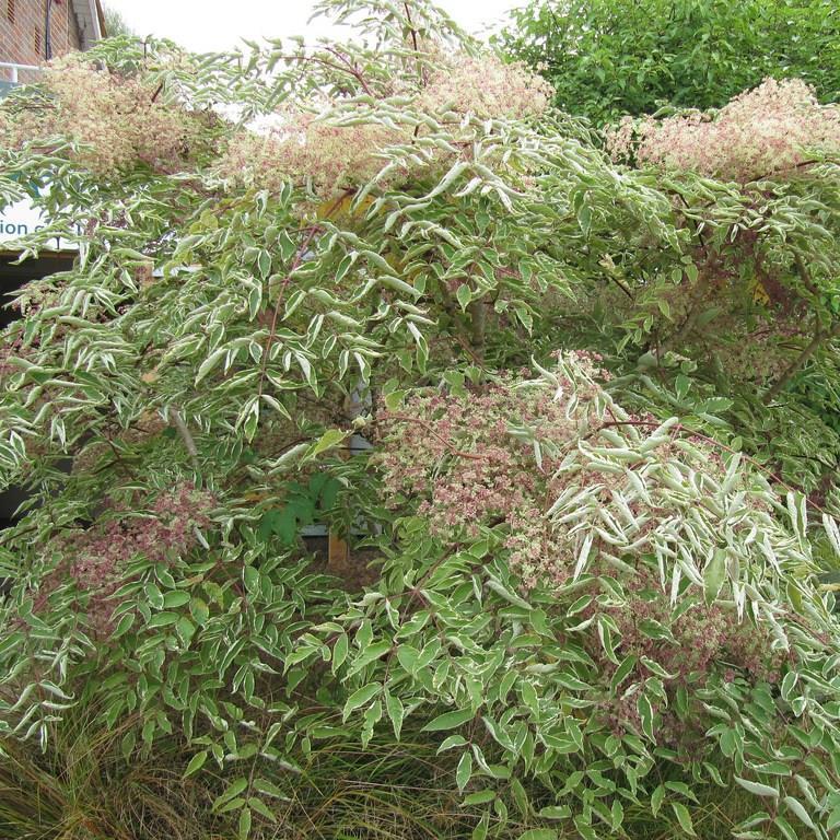 Aralia elata Variegata syn.Aralia elata Albomarginata in the GardenTags plant encyclopedia Variegated Japanese angelica tree in the GardenTags plant encyclopedia