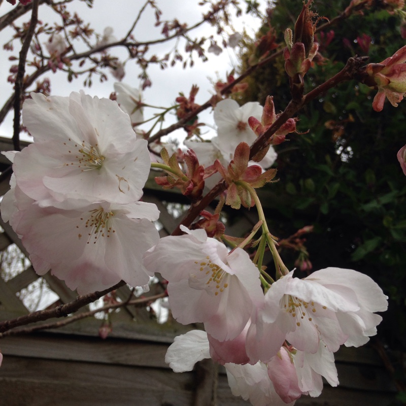 Prunus Matsumae-fuki in the GardenTags plant encyclopedia Japanese Flowering Cherry Chocolate Ice in the GardenTags plant encyclopedia