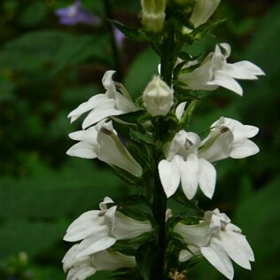 Lobelia siphilitica Alba in the GardenTags plant encyclopedia White Cardinal Flower in the GardenTags plant encyclopedia