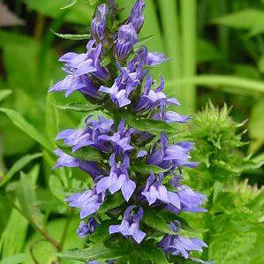 Lobelia siphilitica Blue in the GardenTags plant encyclopedia Great blue lobelia in the GardenTags plant encyclopedia
