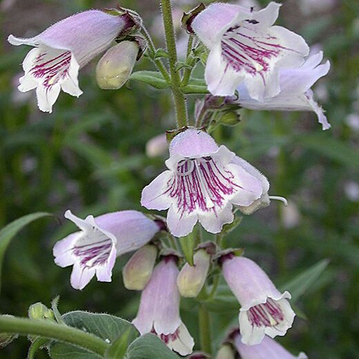 Penstemon Mother of Pearl in the GardenTags plant encyclopedia Beardtongue Mother of Pearl in the GardenTags plant encyclopedia