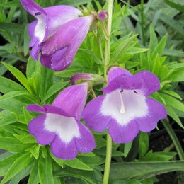 Penstemon Pensham Czar in the GardenTags plant encyclopedia Beardtongue Pensham Czar in the GardenTags plant encyclopedia