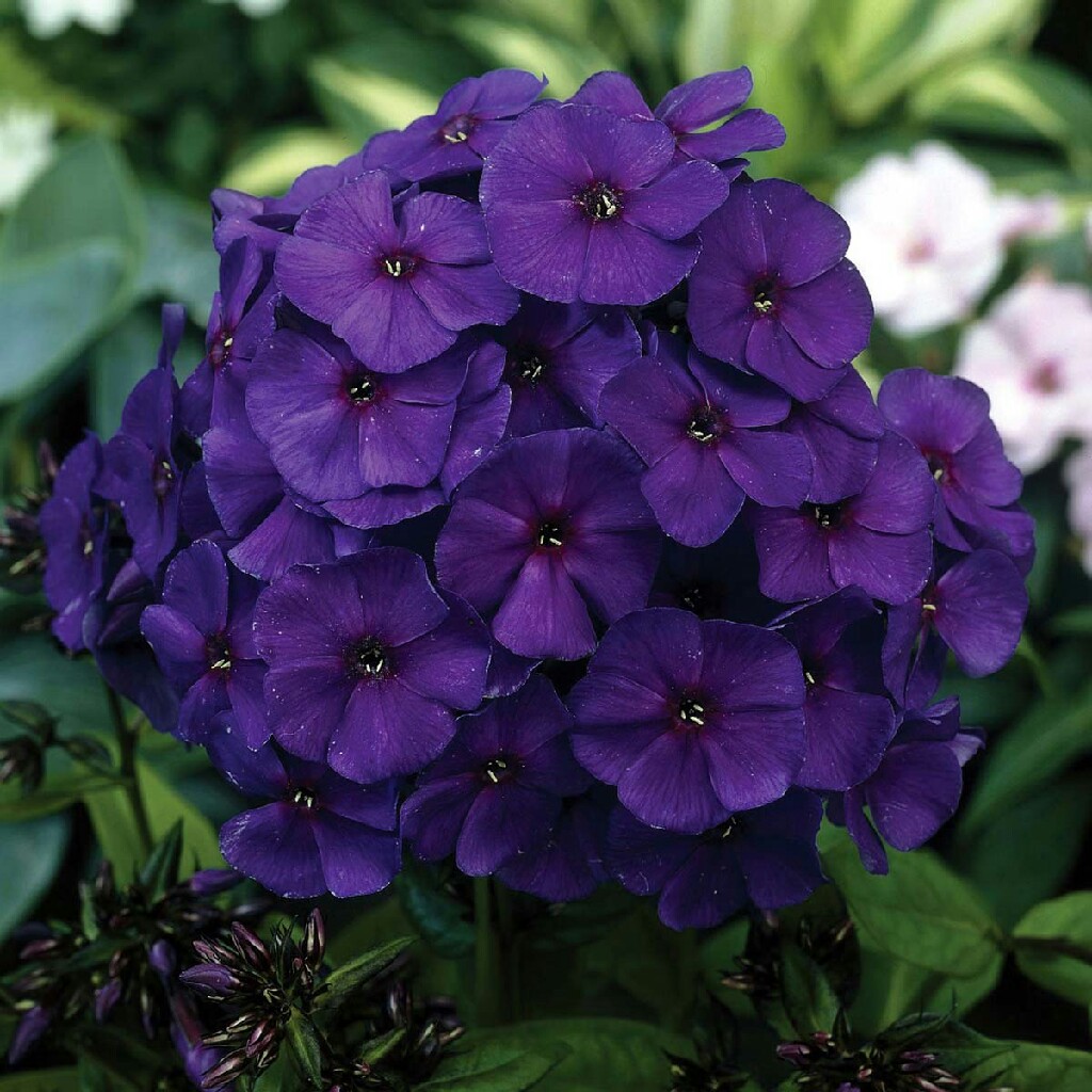 Phlox paniculata Nicky . syn. Phlox paniculata Düsterlohe in the GardenTags plant encyclopedia Phlox Nicky in the GardenTags plant encyclopedia