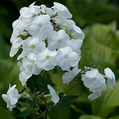Phlox paniculata Rembrandt in the GardenTags plant encyclopedia Phlox Rembrandt in the GardenTags plant encyclopedia