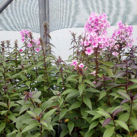 Phlox paniculata Miss Pepper in the GardenTags plant encyclopedia Phlox Miss Pepper in the GardenTags plant encyclopedia