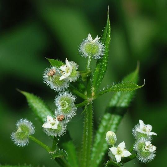 Galium aparine in the GardenTags plant encyclopedia Sticky Willy in the GardenTags plant encyclopedia