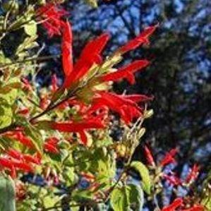 Salvia gesneriiflora Tequila in the GardenTags plant encyclopedia Salvia Tequila in the GardenTags plant encyclopedia