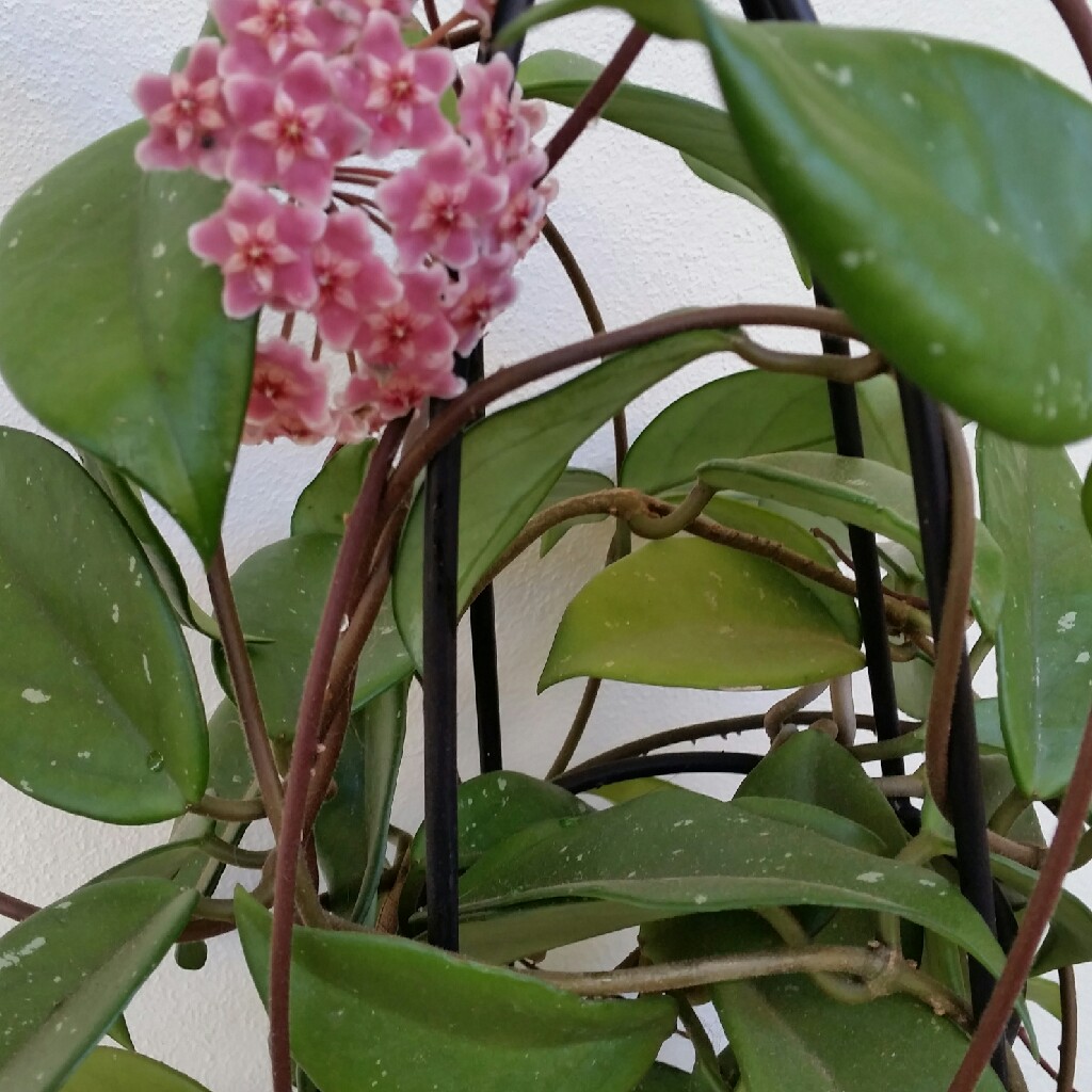 Hoya Royal Hawaiian Purple in the GardenTags plant encyclopedia
