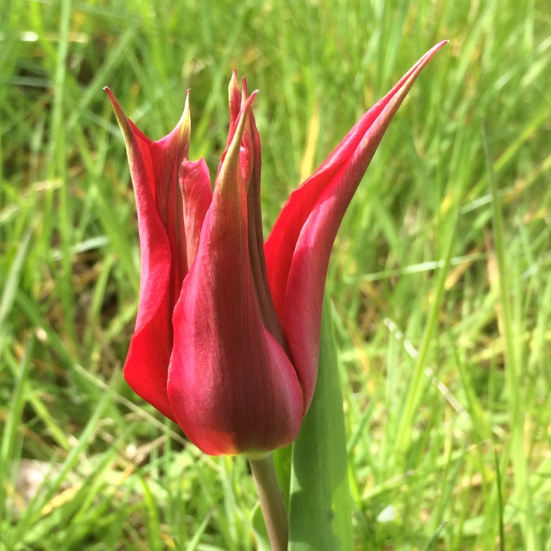 Tulip Elegans Rubra (Lily-flowered) in the GardenTags plant encyclopedia