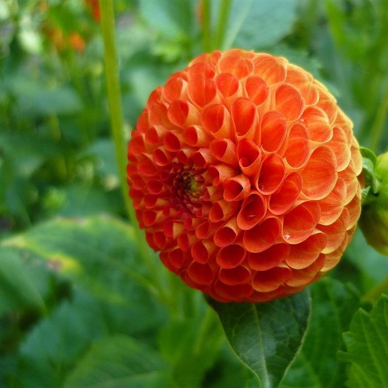 Dahlia Bantling in the GardenTags plant encyclopedia Dahlia Bantling (Pompon) in the GardenTags plant encyclopedia