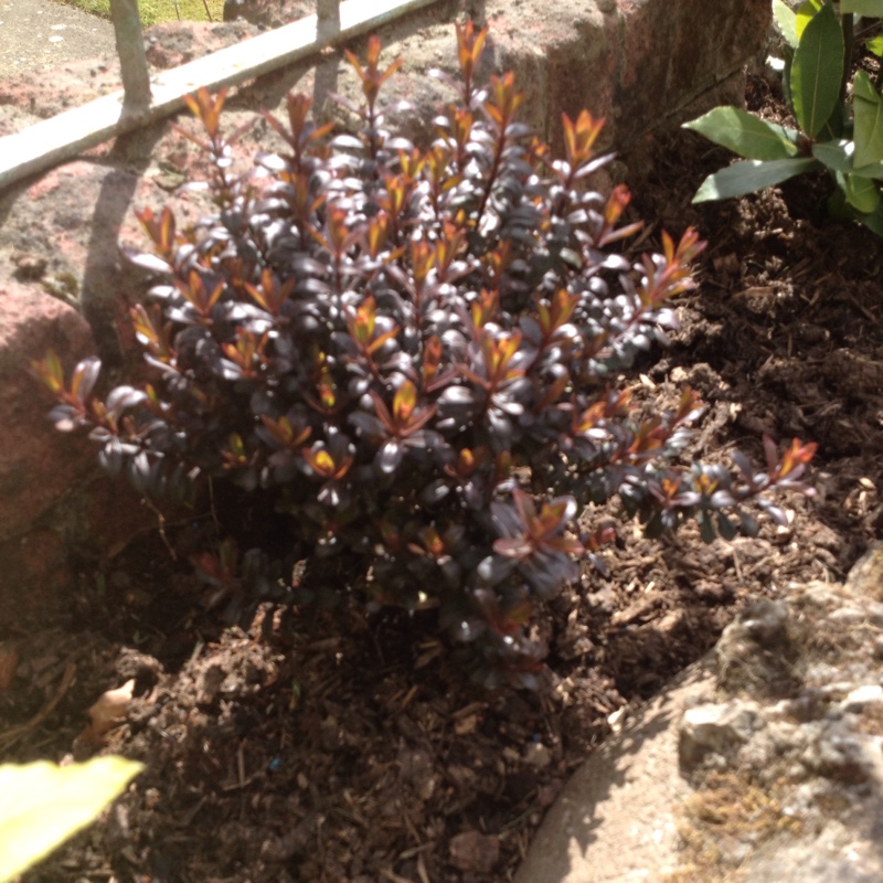 Hebe Bronze Glow in the GardenTags plant encyclopedia Shrubby Veronica Bronze Glow in the GardenTags plant encyclopedia