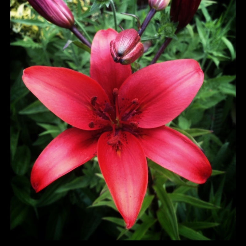 Lily Black Out (Asiatic) in the GardenTags plant encyclopedia