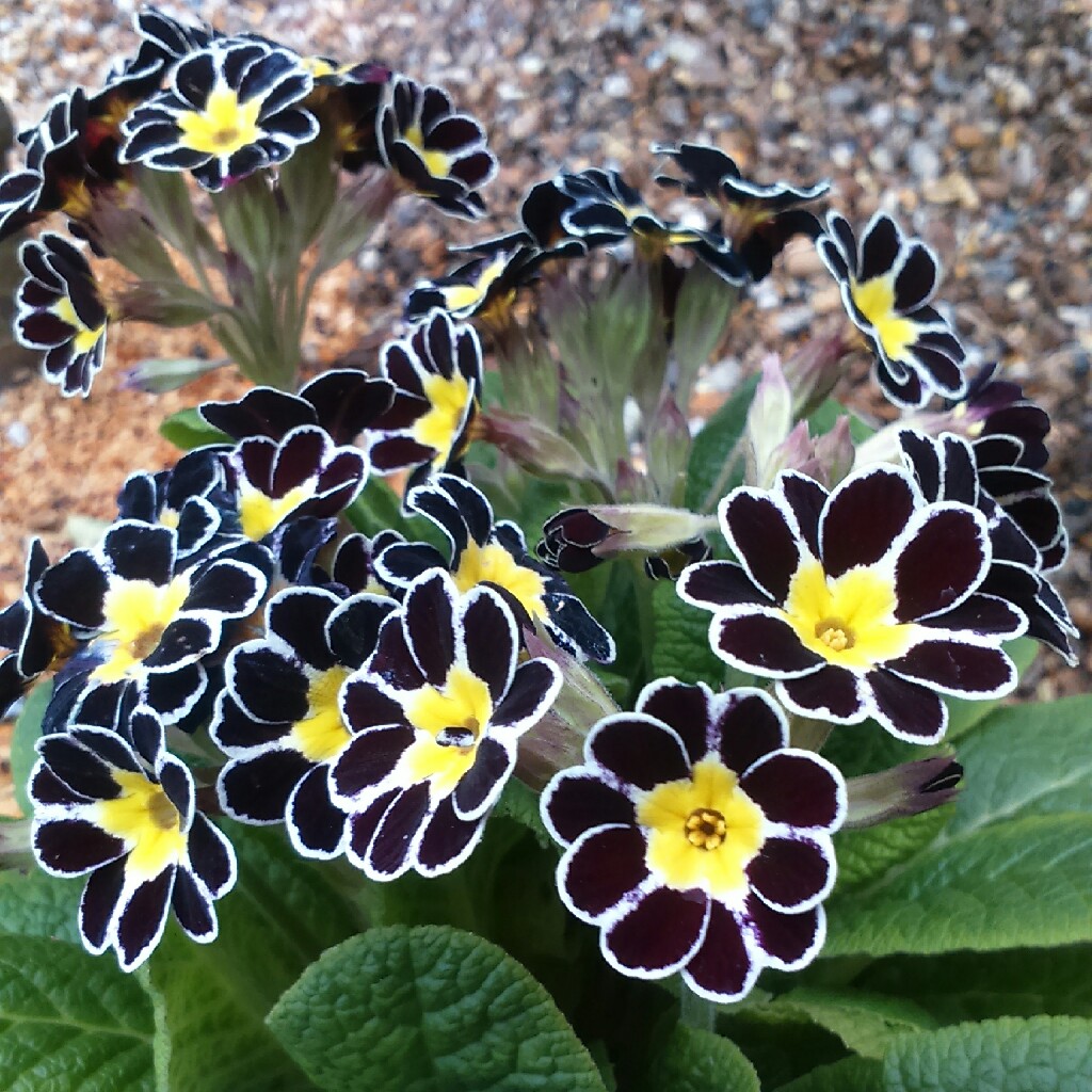 Primula Silver Lace Black in the GardenTags plant encyclopedia Primrose Silver Lace Black in the GardenTags plant encyclopedia