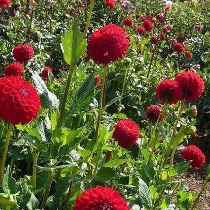 Dahlia Nescio in the GardenTags plant encyclopedia Dahlia Nescio in the GardenTags plant encyclopedia