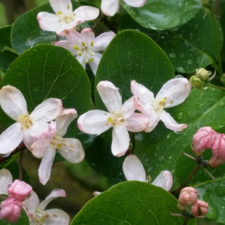 Lonicera korolkowii Floribunda in the GardenTags plant encyclopedia Honeysuckle Floribunda in the GardenTags plant encyclopedia