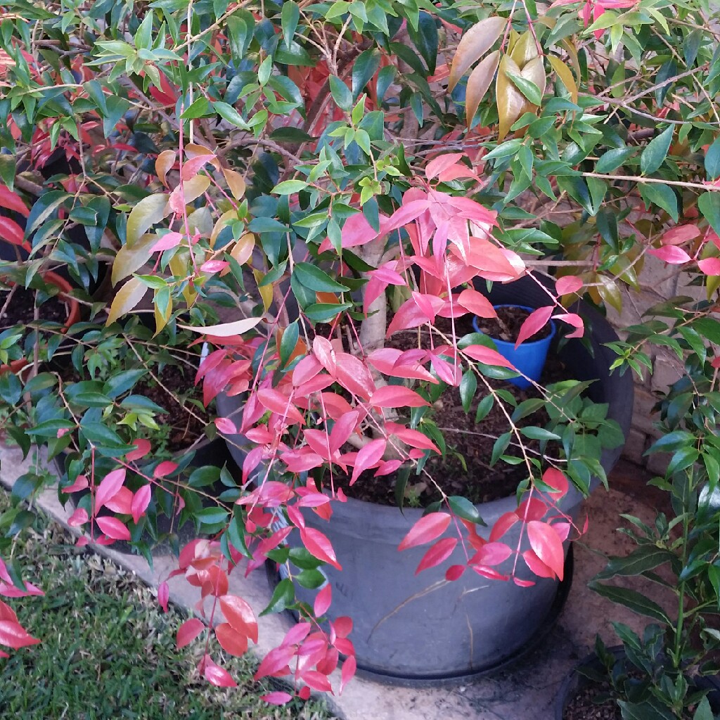 Syzygium luehmannii in the GardenTags plant encyclopedia Riberry Lilly Pilly in the GardenTags plant encyclopedia