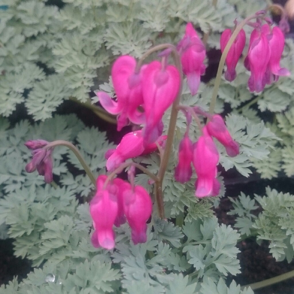 Bleeding Heart King of Hearts in the GardenTags plant encyclopedia