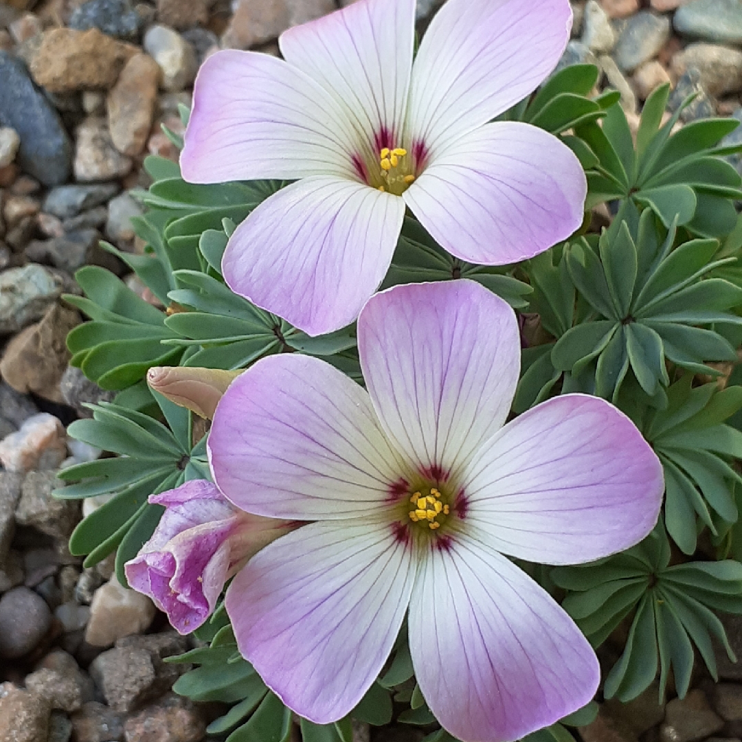 Silver Shamrock in the GardenTags plant encyclopedia