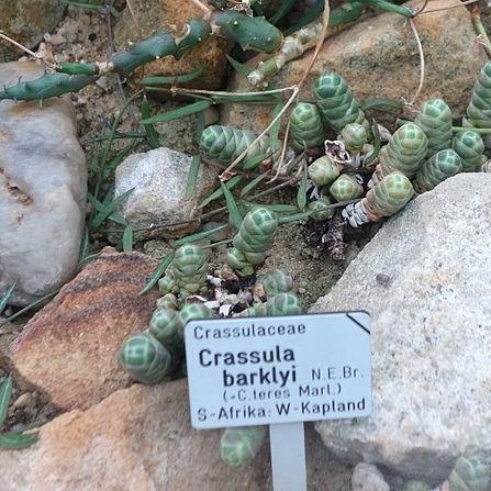 Crassula barklyi in the GardenTags plant encyclopedia Crassula Barklyi in the GardenTags plant encyclopedia