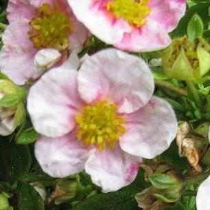 Potentilla fruticosa Princess in the GardenTags plant encyclopedia Shrubby cinquefoil Princess in the GardenTags plant encyclopedia