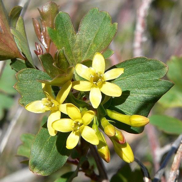 Ribes aureum var. aureum in the GardenTags plant encyclopedia Golden Currant in the GardenTags plant encyclopedia