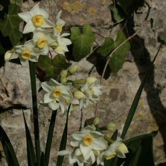 Narcissus Grand Primo Citroniere syn. Narcissus Citrina in the GardenTags plant encyclopedia Daffodil Grand Primo Citroniere (Tazetta) in the GardenTags plant encyclopedia