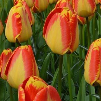 Tulipa Banja Luka in the GardenTags plant encyclopedia Tulip Banja Luka (Darwin Hybrid) in the GardenTags plant encyclopedia