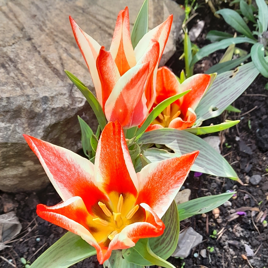 Tulipa Quebec syn Tulipa greigii Quebec in the GardenTags plant encyclopedia Tulip Quebec (Greigii) in the GardenTags plant encyclopedia