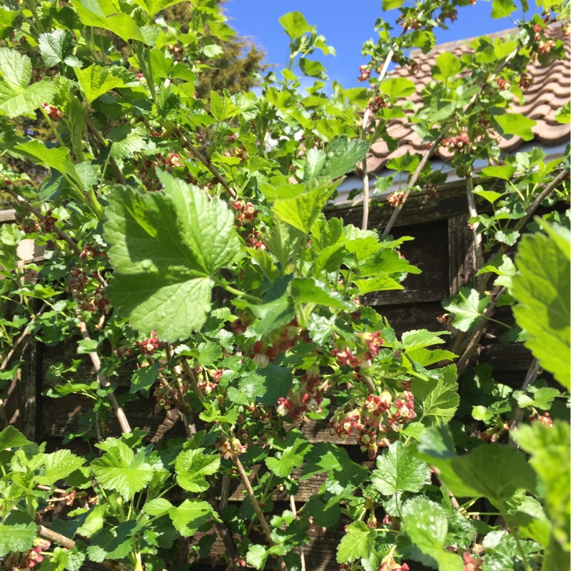Ribes x nidigrolaria in the GardenTags plant encyclopedia Jostaberry in the GardenTags plant encyclopedia
