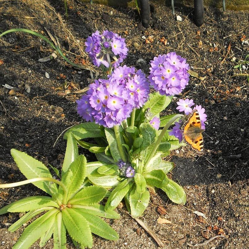 Primula denticulata in the GardenTags plant encyclopedia Drumstick primrose in the GardenTags plant encyclopedia