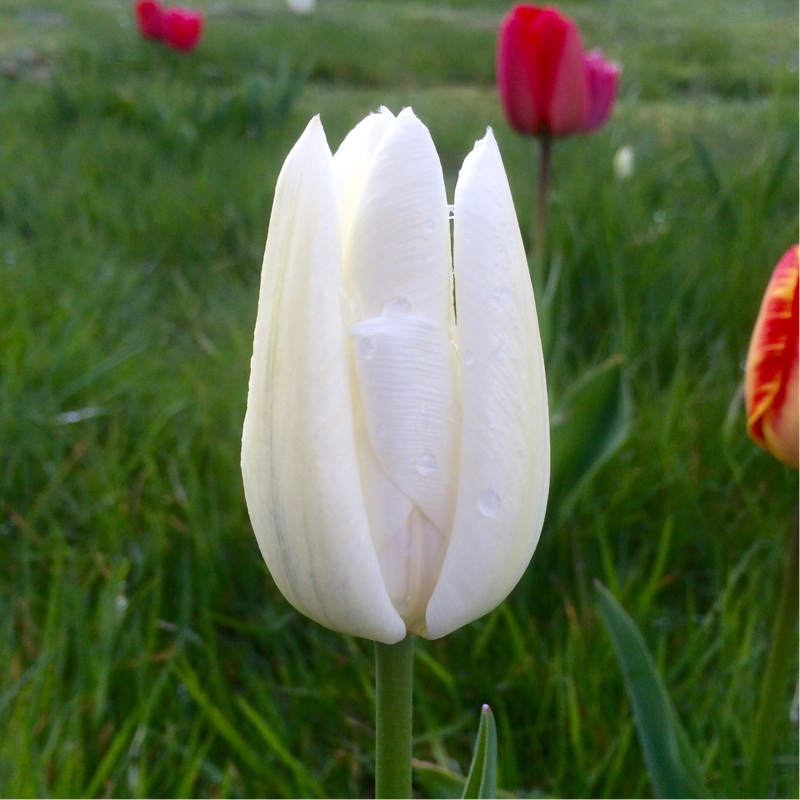 Tulipa Hakuun in the GardenTags plant encyclopedia Tulip Hakuun (Darwin Hybrid) in the GardenTags plant encyclopedia