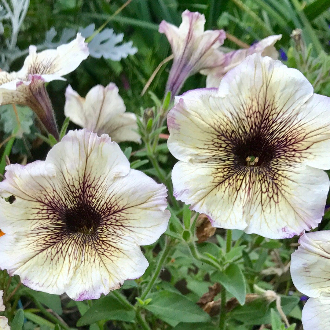 Petunia surfinia Cappuccino in the GardenTags plant encyclopedia Trailing petunia Cappuccino in the GardenTags plant encyclopedia