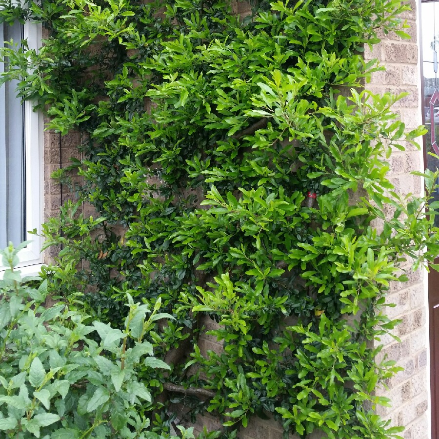 Pyracantha Orange Charmer in the GardenTags plant encyclopedia Firethorn Orange Charmer in the GardenTags plant encyclopedia