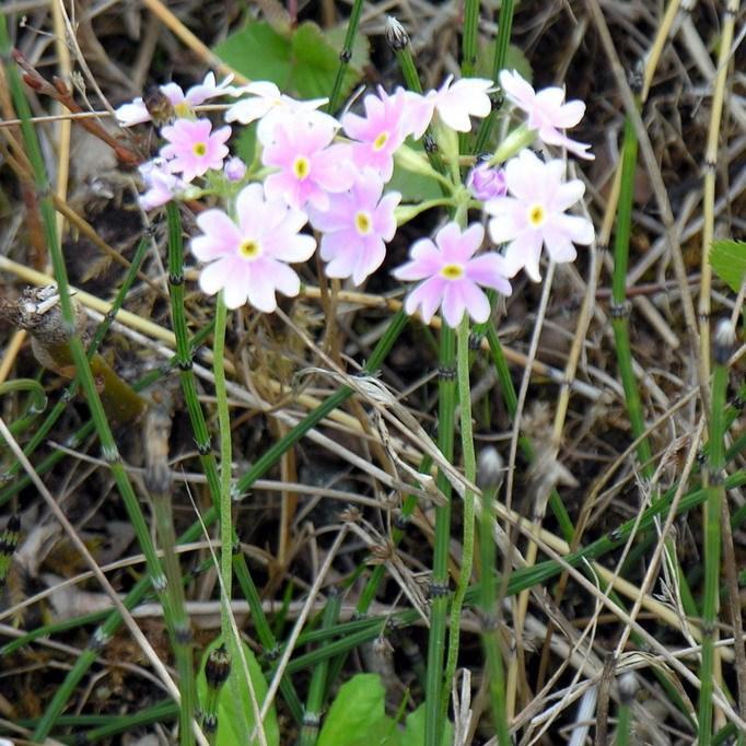 Primula farinosa in the GardenTags plant encyclopedia Birdeye primrose in the GardenTags plant encyclopedia