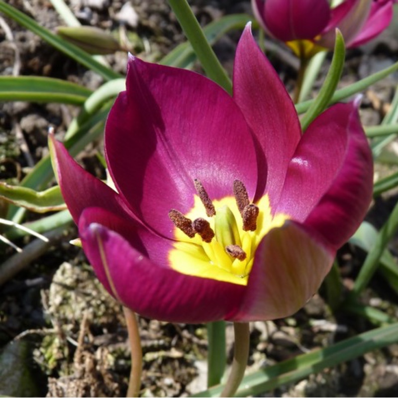 Tulipa hageri in the GardenTags plant encyclopedia Tulip (Species) Hagers Tulip in the GardenTags plant encyclopedia