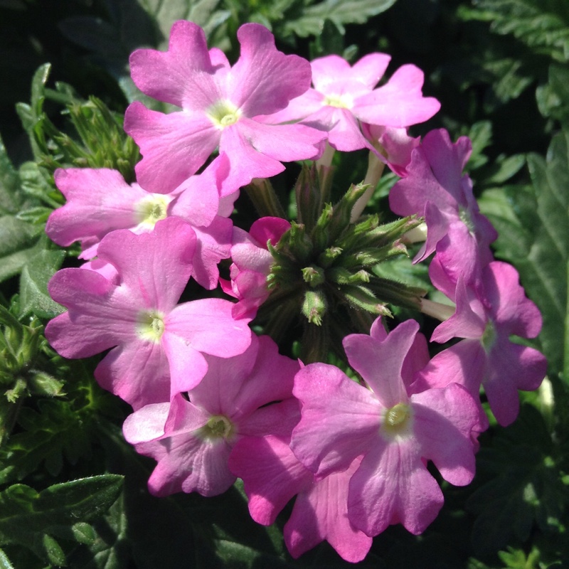 Verbena Aztec Orchid Magic in the GardenTags plant encyclopedia Verbena Aztec Orchid Magic in the GardenTags plant encyclopedia