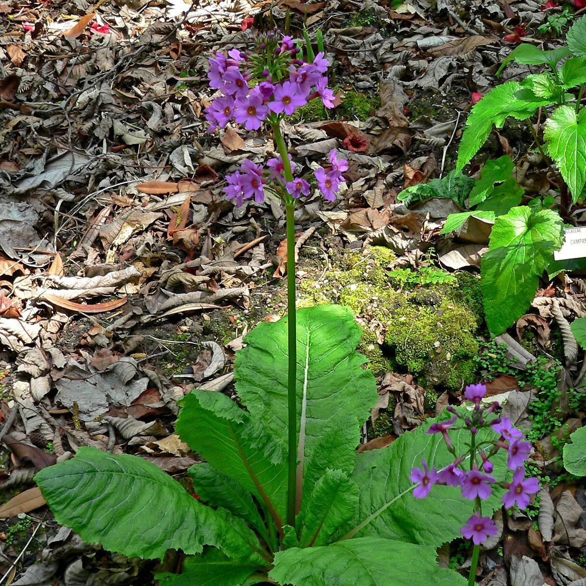 Primula japonica in the GardenTags plant encyclopedia Japanese primrose in the GardenTags plant encyclopedia