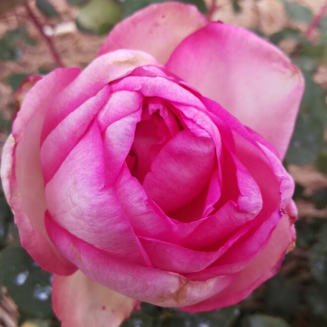 Rosa Perfume Passion in the GardenTags plant encyclopedia Rose Perfume Passion in the GardenTags plant encyclopedia