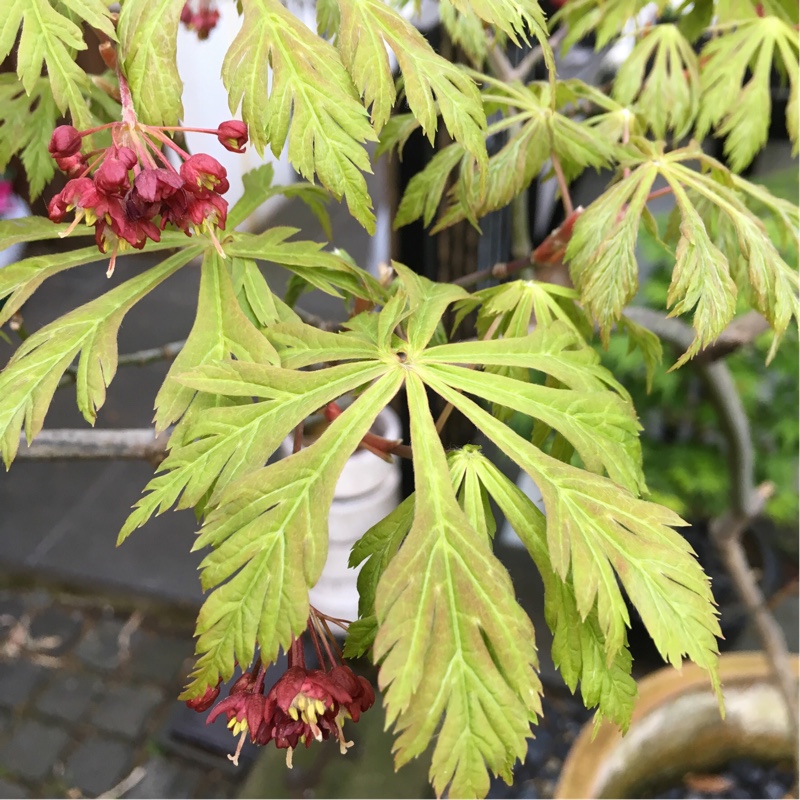 Acer japonicum Aconitifolium in the GardenTags plant encyclopedia Downy Japanese Maple in the GardenTags plant encyclopedia