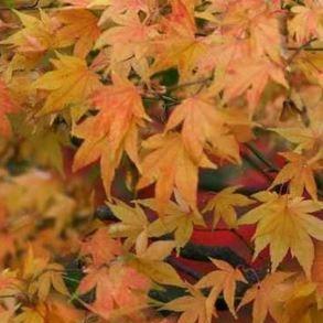 Acer palmatum Katsura in the GardenTags plant encyclopedia Japanese Maple Katsura in the GardenTags plant encyclopedia